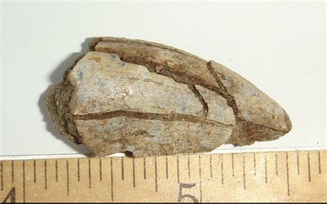 T. rex tooth? - Fossil ID - The Fossil Forum