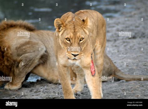 Injured Lioness At A Water Hole In The Moremi Game Reserve Okovango