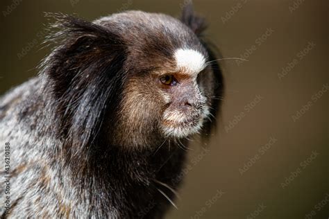 O Sagui De Tufos Pretos Mico Estrela Ou Simplesmente Sagui Uma