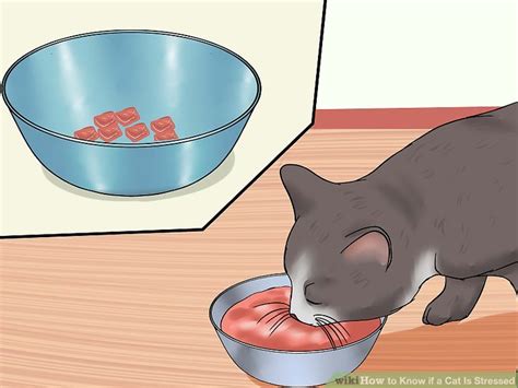 How To Know If A Cat Is Stressed Steps With Pictures