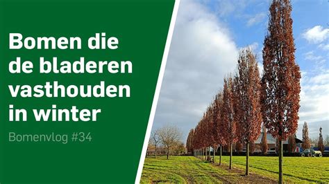 Privacy Bomen Bomen Die In De Winter Het Blad Vasthouden Bomenvlog