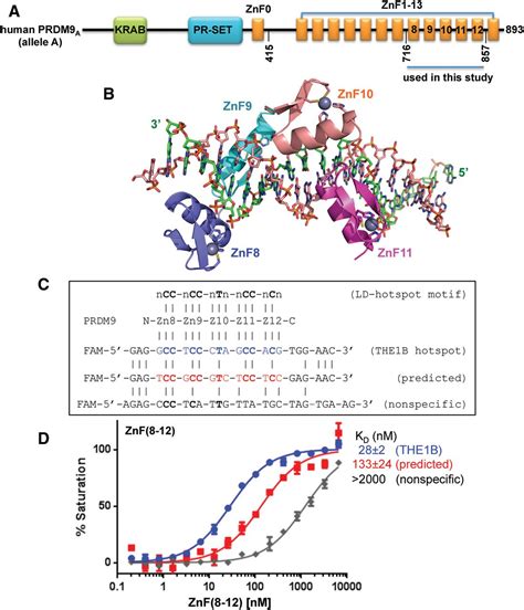Structural basis for human PRDM9 action at recombination hot spots 