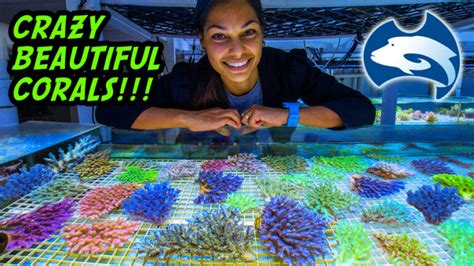 This Is What A Metric Boatload Of Wild Corals Looks Like Reef