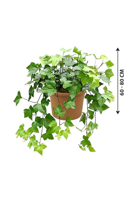 Hedera Helix Variegated English Ivy Indoor Plant Plantsworldae