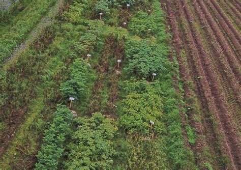 Blight Resistant Potatoes Is That A Marketing Ploy 🥔 Potato House