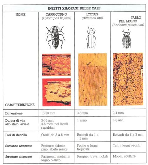 Come Riconoscere E Come Eliminare Tarli Del Legno