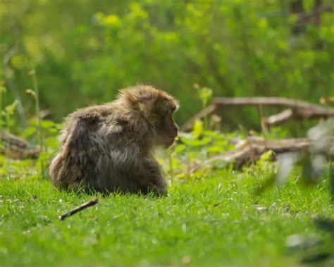 Barbary Macaque - Facts, Diet, Habitat & Pictures on Animalia.bio