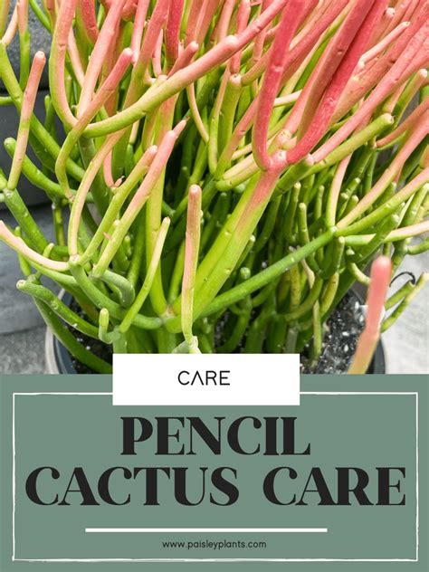 How To Care For A Pencil Cactus Paisley Plants