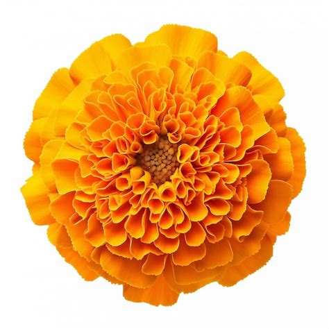 Premium Photo Marigold Flower Isolated On White Background