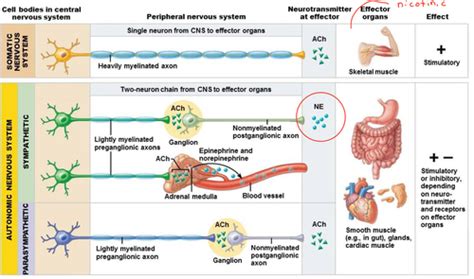 Chapter 15 Autonomic Nervous System And Visceral Reflexes Flashcards Quizlet