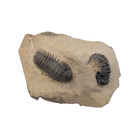 Double Crotalocephalus Trilobite Fossil Copy Ballyhoo Curiosity Shop