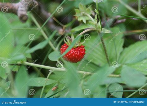 Makroschu Der Walderdbeere Im Wald Stockbild Bild Von Photograph