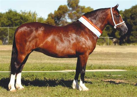 Welsh Cob Horse Breed Information History Videos Pictures