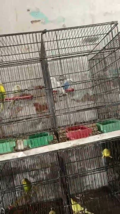 Minizoo Birds Parrot Love Zoohappyanimals Youtube