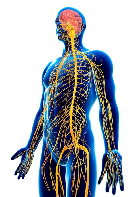 le systeme nerveux  les mineraux adnr family