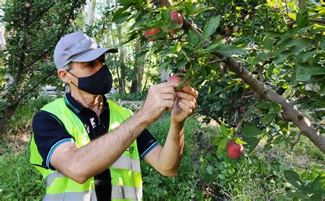 Inscripción en el Renspa para productores frutícolas y programas de