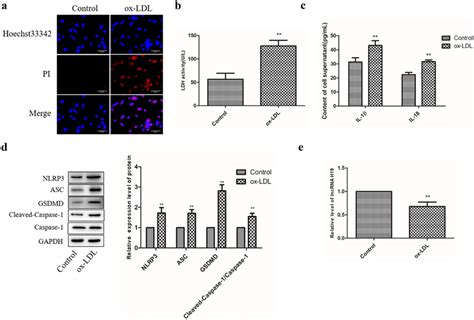 Ox LDL Treatment Triggered Pyroptosis In Raw 264 7 Cells Raw 264 7