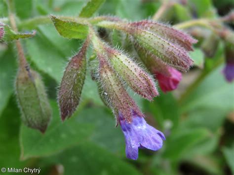 Pulmonaria Officinalis • Floravegeu