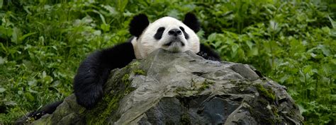 Panda Wwf