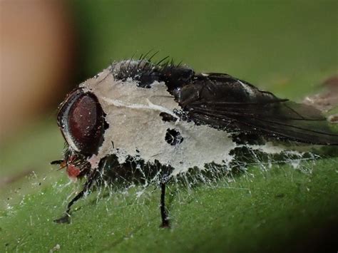Entomophthora destroying flies in the backyard : r/mycology