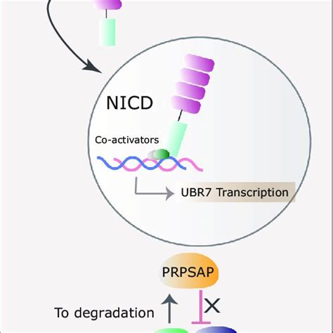 Nucleotide Biosynthesis Regulation By Ubr In T All A Model Depicting