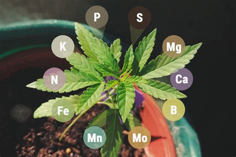 Par Lisis Coraz N Berri Macro Y Micronutrientes De Las Plantas