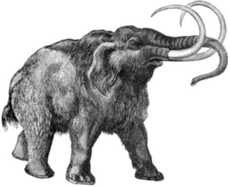 Woolly Mammoth Public Domain Clip Art Photos And Images