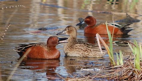 Teal - Cinnamon Teal duck (Anas cyanoptera). Male and female different; males have a deep ...