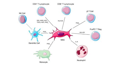 10 Beneficios De Las Celulas Mesenquimales MSC Curso Celulas Madre