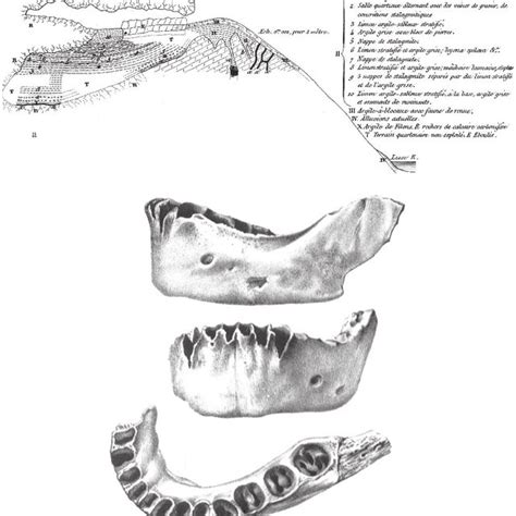 Caverne de la Naulette a coupe schématique du remplissage de la