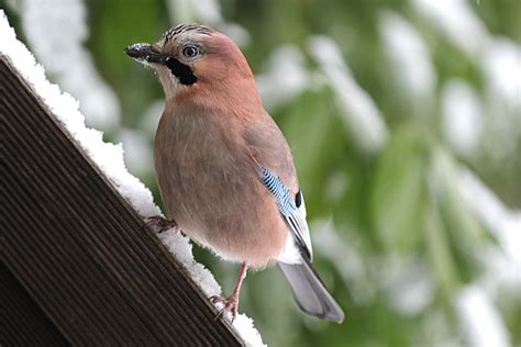 Gratis Afbeeldingen Natuur Tak Winter Dier Wildlife Bek Tuin