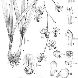 A. Habit. B. Dorsal Sepal. C. Lateral sepal. D. Petal. E. Labellum. F ...