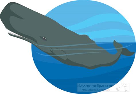 Sperm Whales Clip Art Library