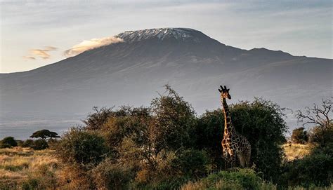 The Kili Project Kilimanjaro Ecosystems Under Global Change Mri