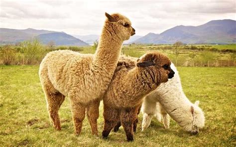 Alpaca Características Hábitat Alimentación Y Reproducción