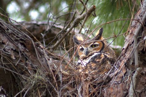 Shhhhh Great Horned Owls Have Returned To Eckerd College Campus