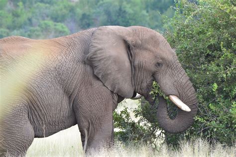 Similar To Humans Elephants Also Vary What They Eat For Dinner Every Night