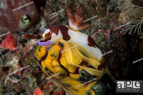 Nudibranch Laying Eggs Nembrotha Kubaryana Lembeh Strait Sulawesi