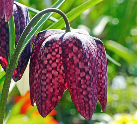 Imagen gratis Flor planta pétalo tallo botánica hoja flora