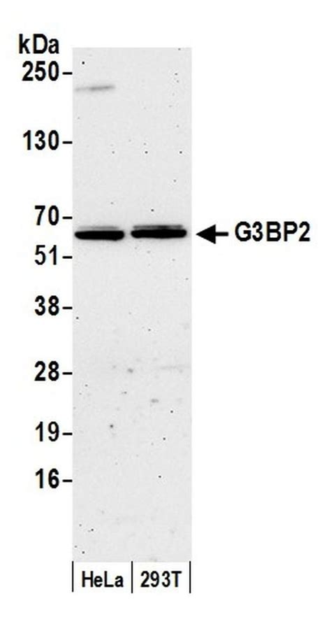 G3bp2 Polyclonal Antibody A302 040a T