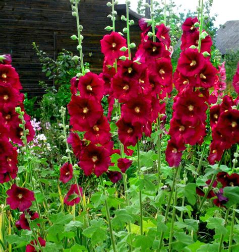 Burgundy Red Hollyhock Alcea Rosea Flower Perennial 25 Etsy Annuals