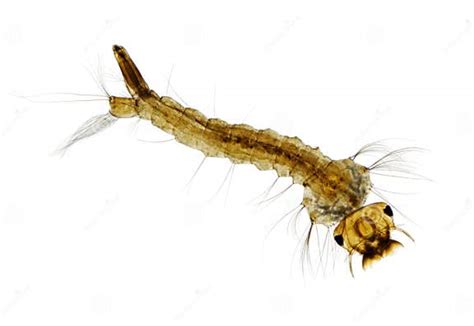 Mosquito Aedes Larva Stock Photo Image Of Magnification 56591896