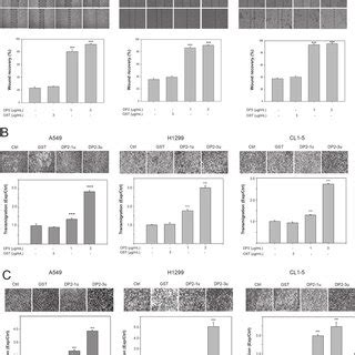 DP2 Promotes Cell Migration And Invasion Of NSCLC Cells A Wound