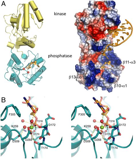 Structural Basis For The Phosphatase Activity Of Polynucleotide Kinase