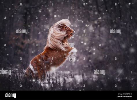 jumping Shetland Pony Stock Photo - Alamy