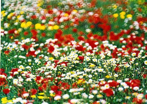 Campo Fiorito Alghero S Field Enricomurgia Flickr