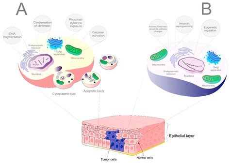 The difference between apoptosis in normal and tumor cells. (A ...