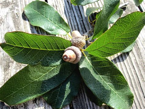 Quercus Polymorpha Vivai Nord