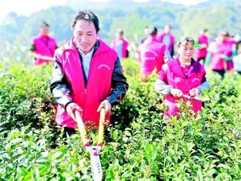 【黔茶竞争力报告】石阡 一棵苔茶树结出致富果