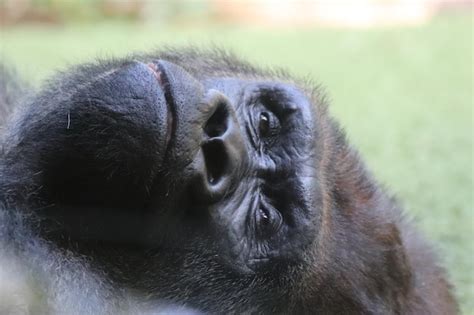 Premium Photo Close Up Of Monkey Looking Away